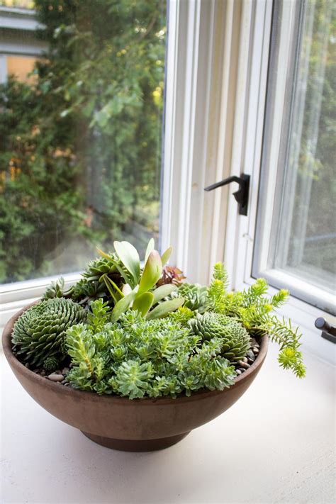 Create Indoor Succulent Garden - Best Garden Ideas