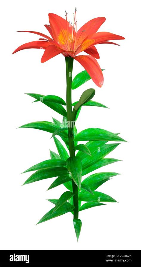 D Rendering Of An Orange Sensation Asiatic Lily Flower Isolated On