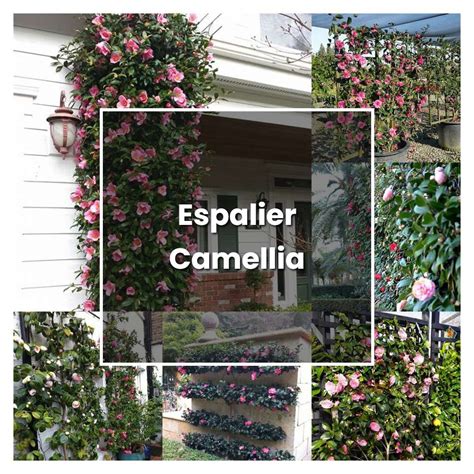 How to Grow Espalier Camellia - Plant Care & Tips | NorwichGardener