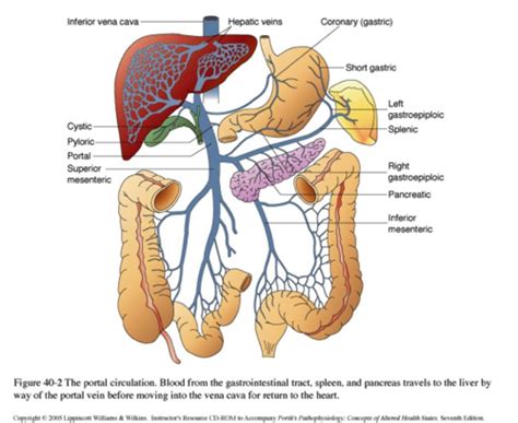 ClinMed Hepatic Disorders Flashcards Quizlet