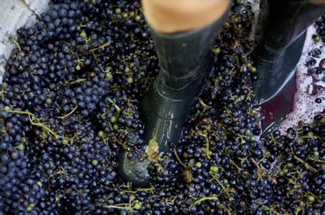 La Crisis Del Vino Lacra El Precio De La Uva EL CORREO DEL VINO