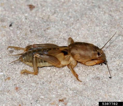 Orthoptera - Bugwoodwiki