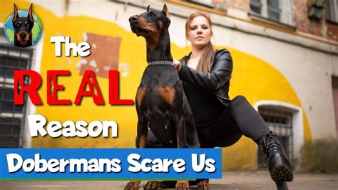 The REAL Reason People Are Afraid of Dobermans - YouTube