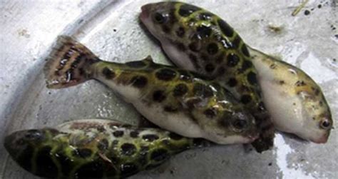 Five Dies After Eating Puffer Fish By The Financial Express Medium