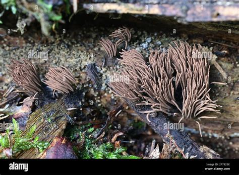 Stemonitis Axifera Known As The Chocolate Tube Slime Mold Myxomycete