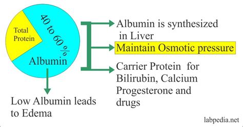 Acute Phase Protein – Part 7 – Albumin and Prealbumin – Labpedia.net