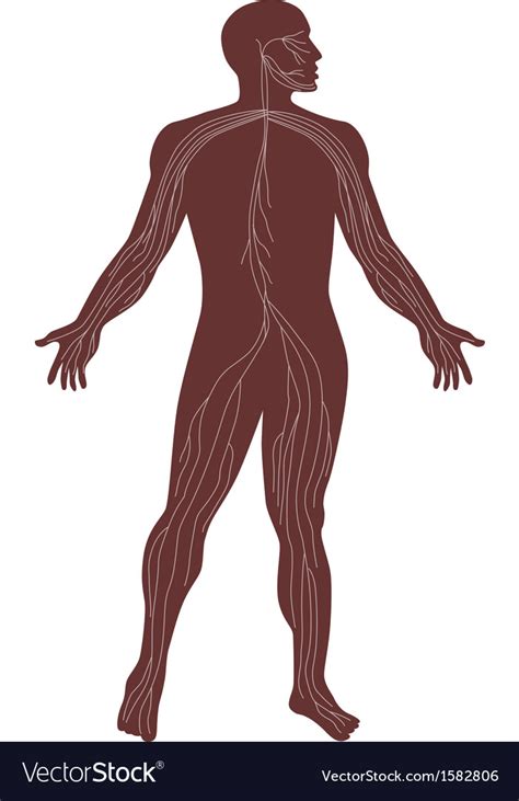 Male Human Anatomy Nervous System Royalty Free Vector Image