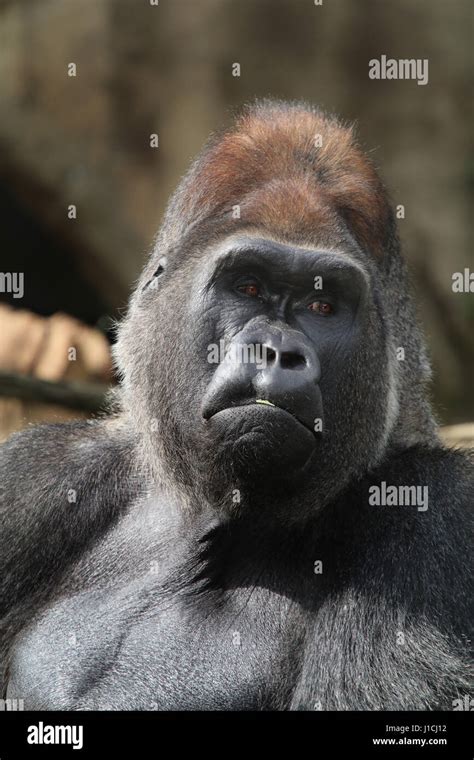 Lowland gorilla face closeup silverback male Cincinnati Zoo, Ohio Stock ...