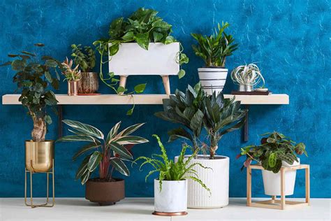 9 Must Know Tips For Houseplant Care In The Winter