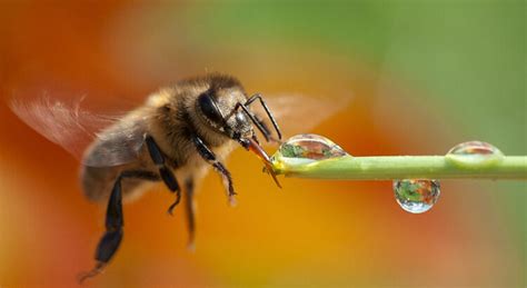 3 questions sur les néonicotinoïdes pesticides tueurs dabeilles