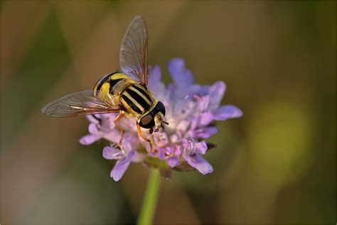 Schwebfliege Auf Skabiose Forum F R Naturfotografen