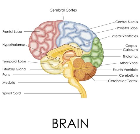 Cerebral Cortex Diagram Labeled