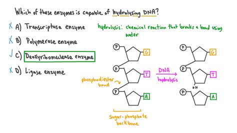 Question Video Identifying The Function Of Different Dna Enzymes Nagwa