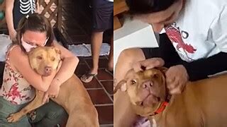 Pit Bull Salvo De Rinha De C Es Fica Todo Feliz Ao Descobrir Que Ganhou