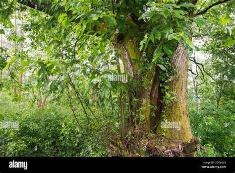 Green forest landscape Stock Photo - Alamy