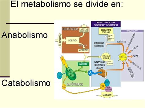 Metabolismo De Los Seres Vivos Escolar Abc Color Images Porn Sex Picture