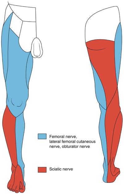 Femoral Nerve Block Distribution