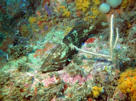 Buceadores De MÁlaga Ceuta Un Jardín Submarino En África