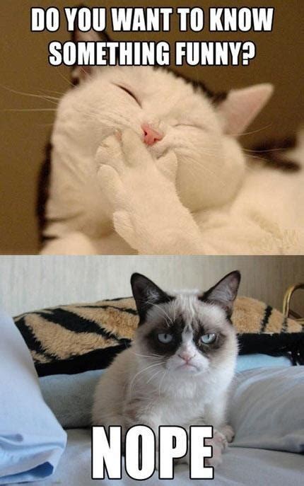 Pin By Jamie Schultz On Mr Grumpy Funny Grumpy Cat Memes Grumpy Cat Humor Cat Jokes