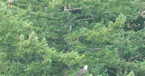 6 Bald Eagles Sitting In A Tree F I S H I N G Imgur