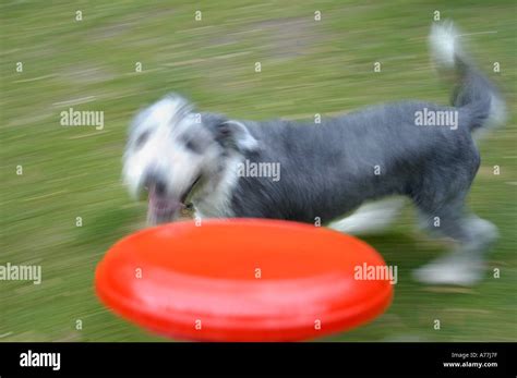 dog and Frisbee Stock Photo - Alamy