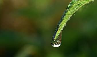 Macro Drip Drop Of Water Leaf Close Up Water Rain Raindrop