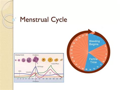 Ppt Menstrual Cycle Powerpoint Presentation Free Download Id6880386