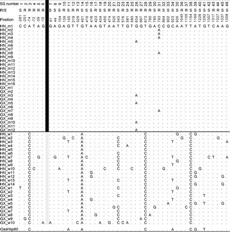 Genetic Variability In Sites Flanking Lm1 Insertion In Hsp90 Coding