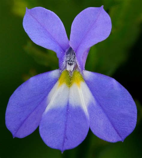 Lobelia erinus (Lobelia) | North Carolina Extension Gardener Plant Toolbox