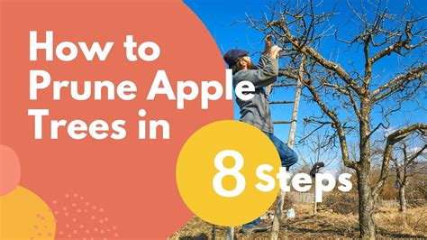 How To Prune Apple Trees In Steps Video Mehrabyan Nursery