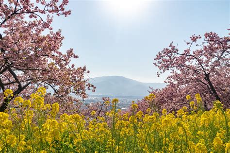 西平畑公園｜新宿から1時間の河津桜と菜の花と富士山がコラボする場所！