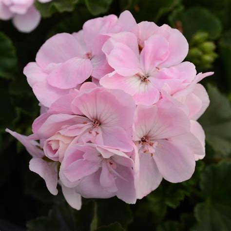 Pelargonium X Hortorum Fantasia® Zonal Geranium Garden Center Marketing