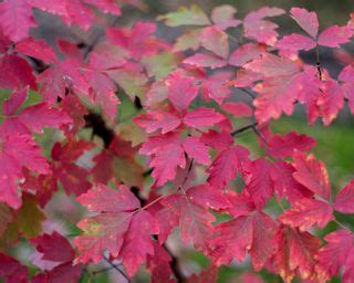 Best trees for fall color: create unbeatable autumn interest | Gardeningetc