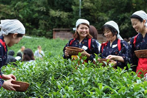 Hand Picking And Rolling Autumn Sencha Kyoto Obubu Tea Farms Fr