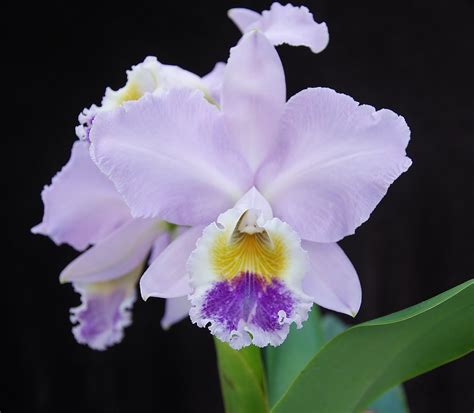 Cattleya Labiata Coerulea Richard Salabat Flickr