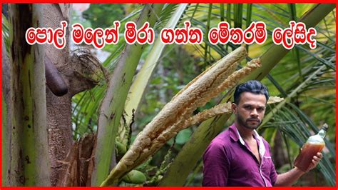 Pol Mal Kapima How To Make A Coconut Flower Pol Mal Sadima YouTube