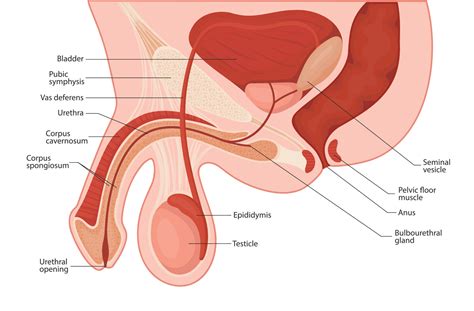 Male Reproductive System Penis Medical Vector Illustration 8900615