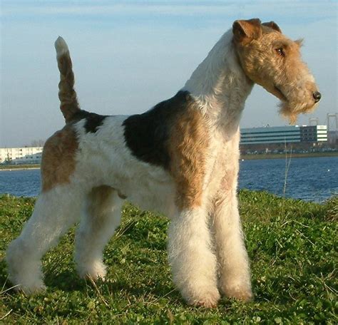 ELEVAGE VALLAURIS DES ASTUCIEUX FOX TERRIER