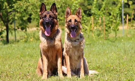 10 Best Large Dog Breeds for Family and Protection