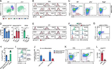 Cd27 Down Regulation Marks Cells Failing β Selection A Tsne Based