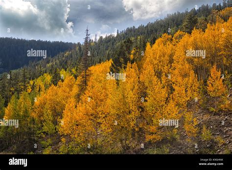 rocky mountain fall autumn tree colors Stock Photo - Alamy