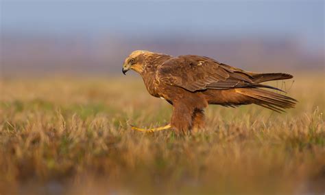 Marsh Harrier Bird Facts | Circus Aeruginosus