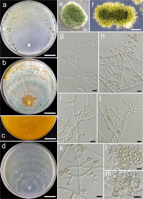 Trichoderma Hunanense Hmas A D Cultures At C D A