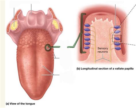 Structures Of Gustation Diagrams Flashcards Quizlet