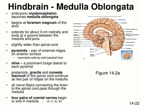 Central Nervous System Ppt Download