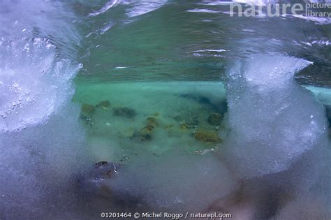 Stock Photo Of Underwater Landscape In Hongrin River With Ice On The