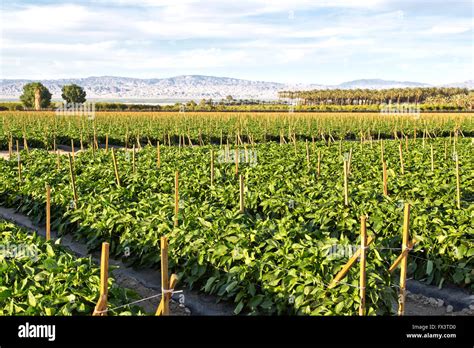 Trellised Two Level Pepper Plants Field Planting Orange Groves Date