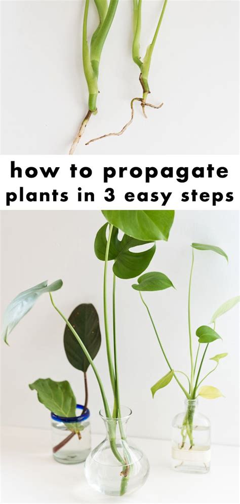 Quick Guide To Propagating Plants In Easy Steps Paper And Stitch