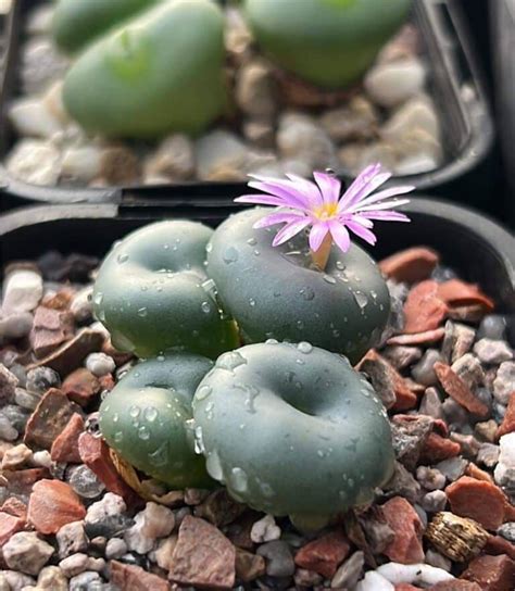 Types Of Popular Conophytum Pictorial Guide