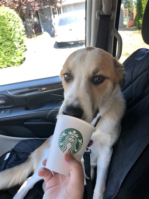 First Pup Cup” As A Customer Rstarbucks